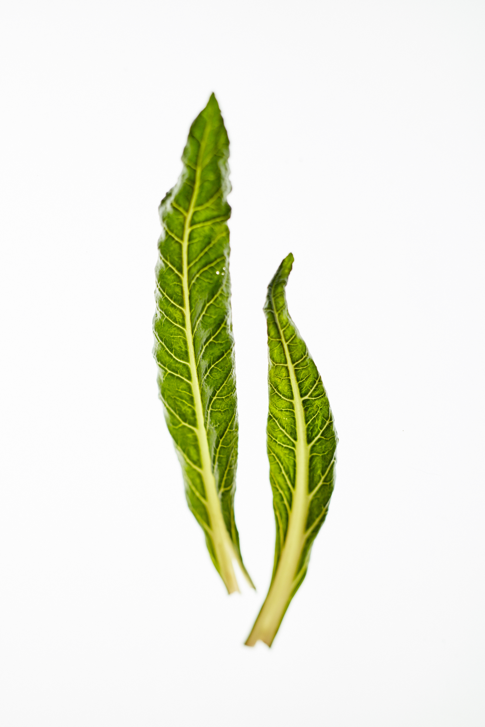 From the garden